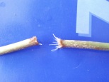 Young roots growing from the wounds of two Datura cuttings. Note the extensive raised white bumps on the cutting on the right.